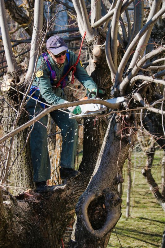 Oak Tree Pruning