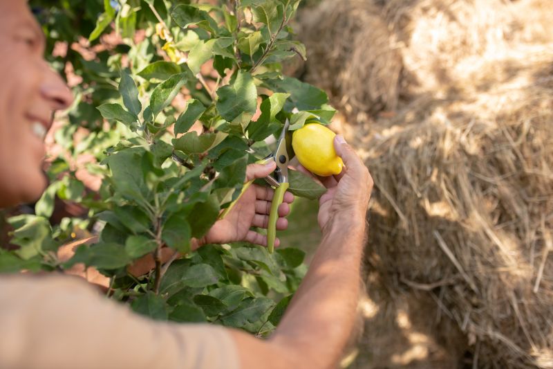 Peach Tree Trimming
