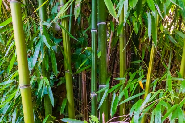 Bamboo Trimming in Huntsville