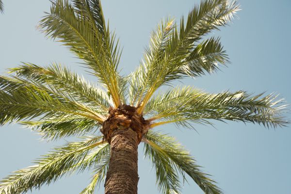 Palm Tree Pruning in Huntsville