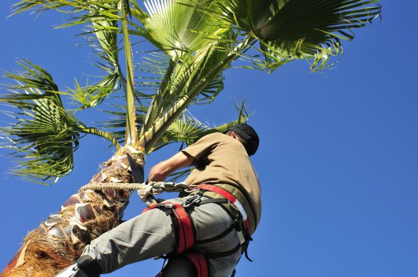 Palm Tree Trimming in Huntsville