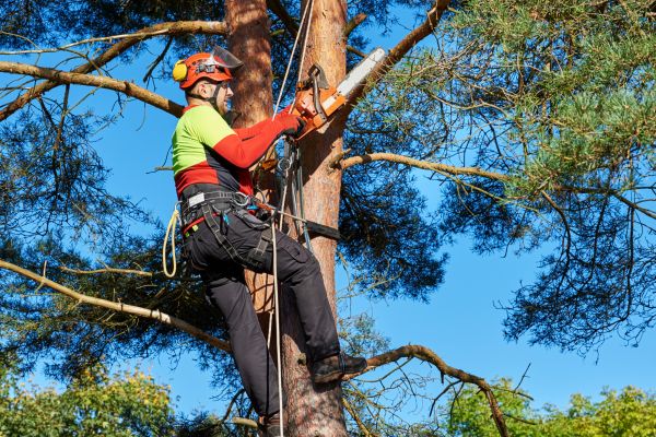 Tree Service in Huntsville