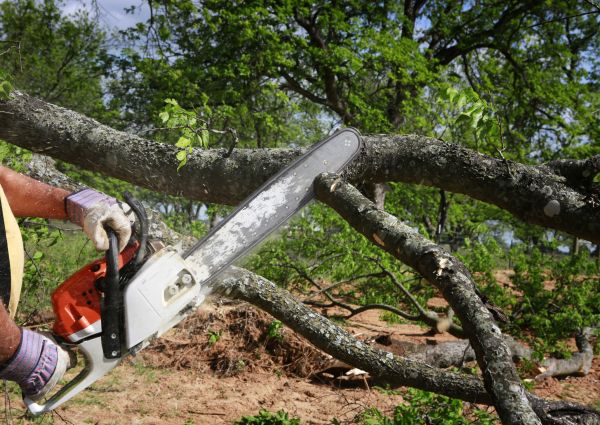 Tree Lopping Service in Huntsville