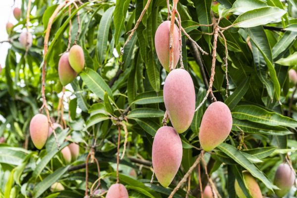 Mango Tree Trimming in Huntsville
