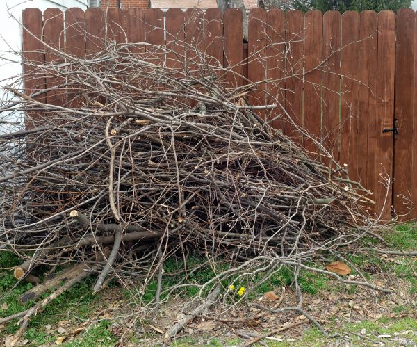Dead Branch Removal in Huntsville