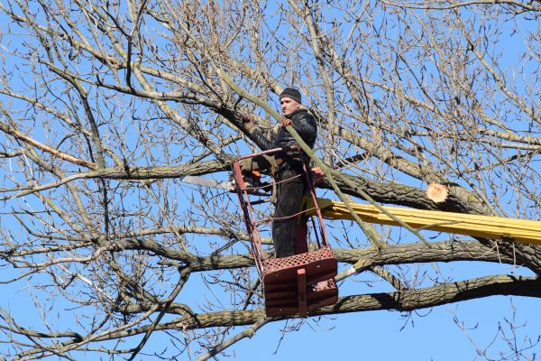 Emergency Tree Trimming in Huntsville