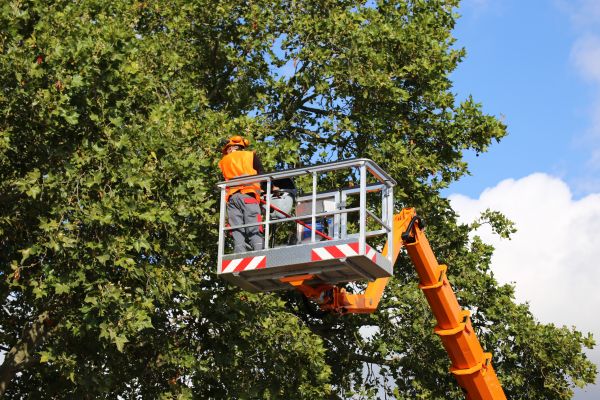 Commercial Tree Service in Huntsville