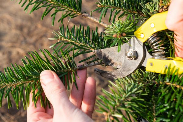 Pine Tree Pruning in Huntsville