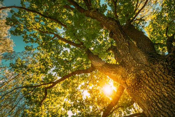 Oak Tree Pruning in Huntsville