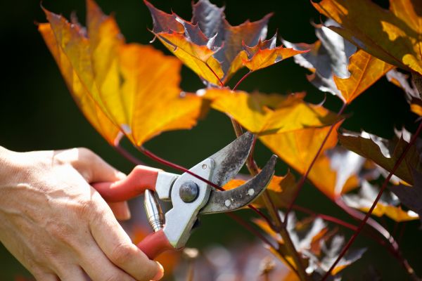 Maple Tree Pruning in Huntsville