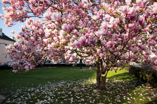 Magnolia Tree Pruning in Huntsville