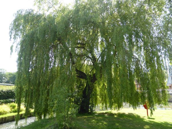 Willow Tree Trimming in Huntsville