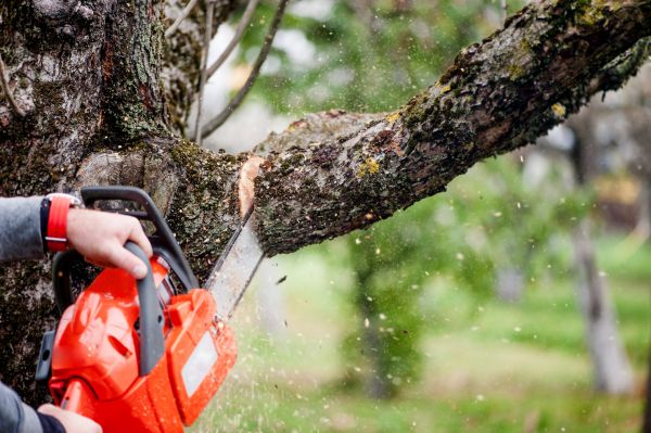Tree Limbs Removal in Huntsville