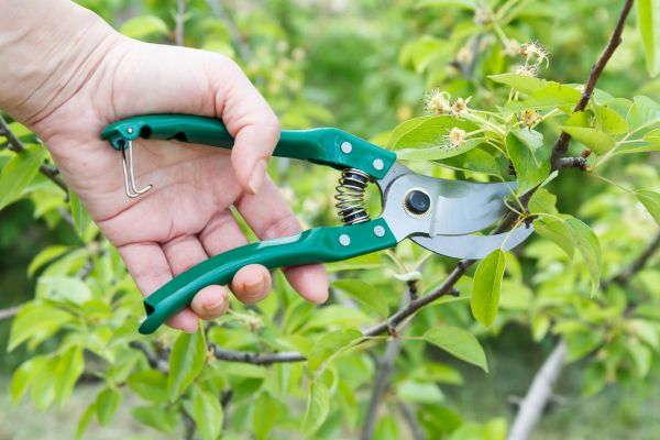 Pear Tree Pruning in Huntsville