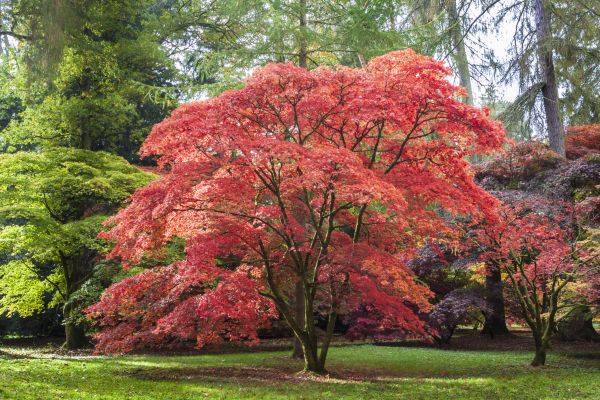 Japanese Maple Pruning in Huntsville