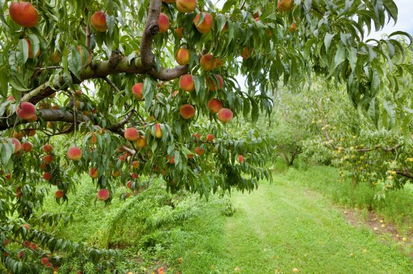 Peach Tree Pruning in Huntsville