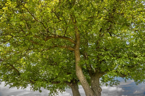 Walnut Tree Trimming in Huntsville