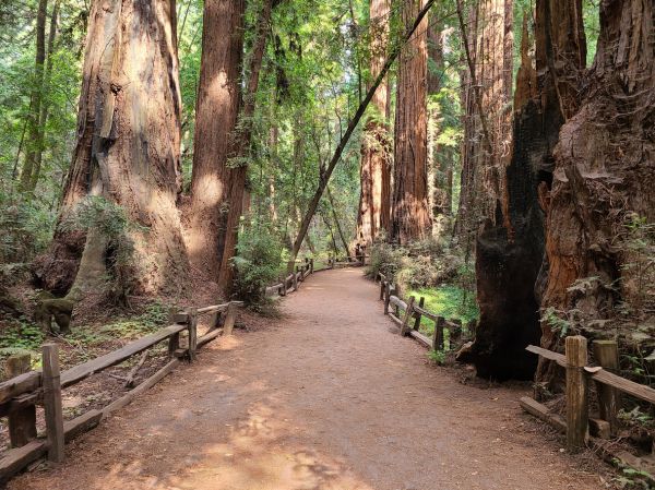 Redwood Tree Pruning in Huntsville