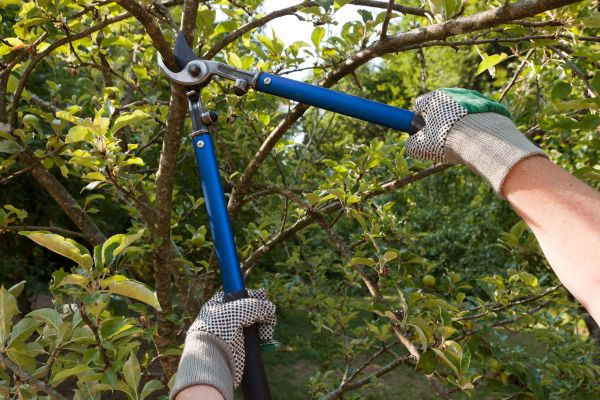 Residential Tree Pruning in Huntsville