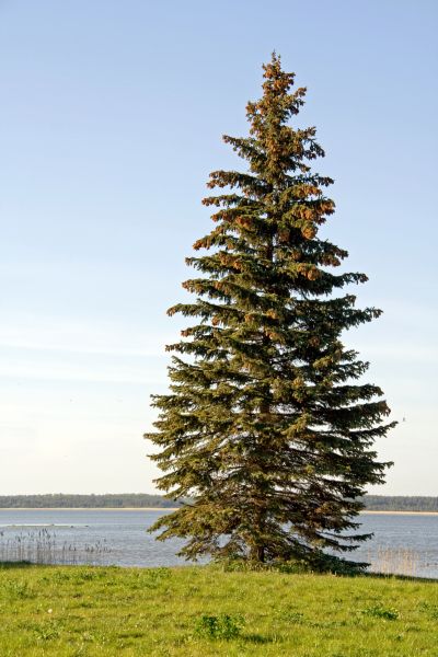 Spruce Tree Pruning in Huntsville