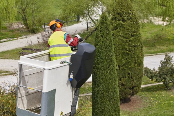 Cypress Tree Pruning in Huntsville