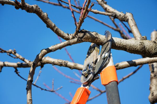 Peach Tree Trimming in Huntsville