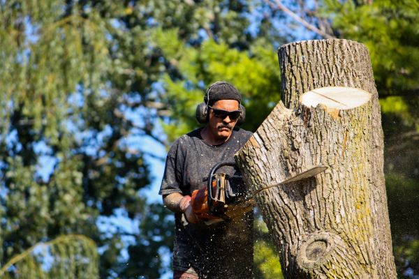 Ash Tree Pruning in Huntsville