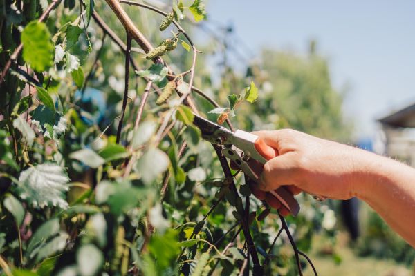 Birch Tree Pruning in Huntsville