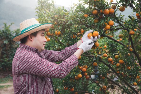 Orange Tree Pruning in Huntsville