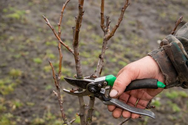Pear Trees Pruning in Huntsville