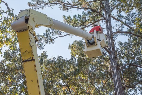 Limbs Trimming in Huntsville