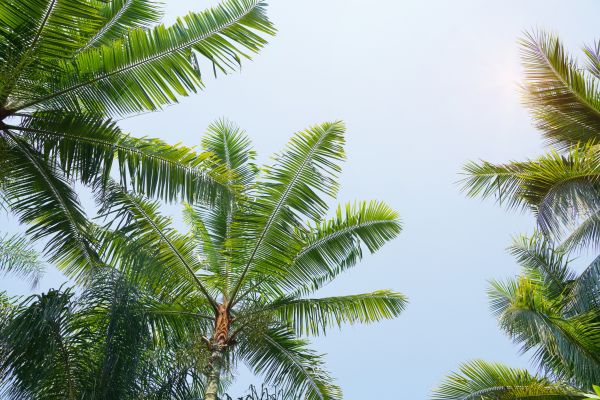 Queen Palm Tree Trimming in Huntsville