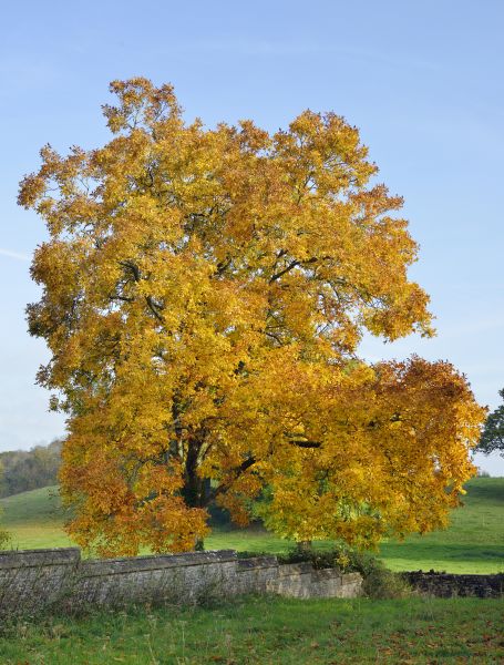 Hickory Tree Trimming in Huntsville