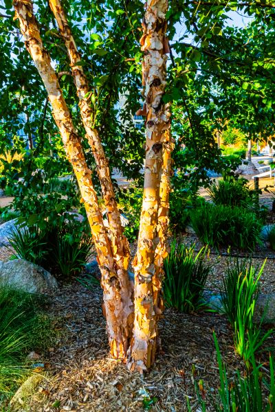 River Birch Trimming in Huntsville
