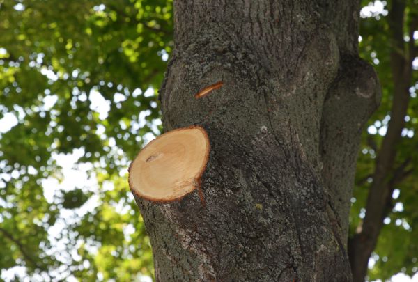 Limb Cutting in Huntsville