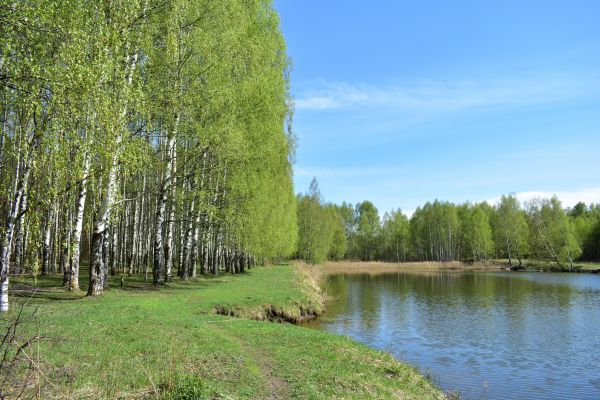 River Birch Pruning in Huntsville
