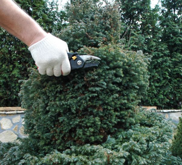 Ornamental Tree Trimming in Huntsville