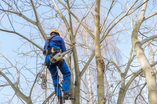 Large Tree Trimming in Huntsville