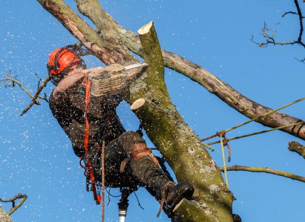 Tree Trimming Service in Huntsville