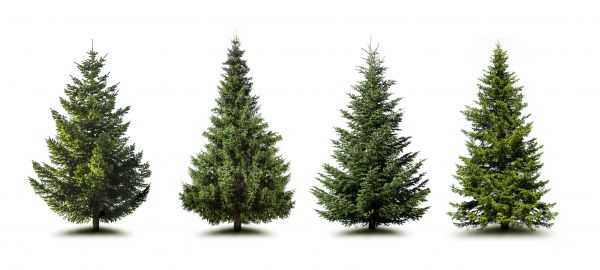 Pine Tree Trimming in Huntsville